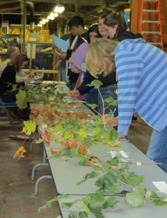 Student identifying trees